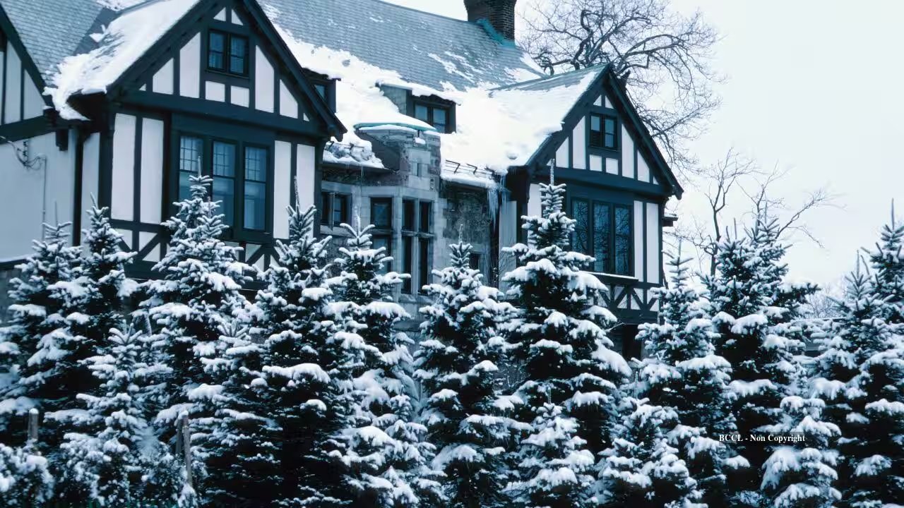 Michael Meier Ordered to Pay $11,523 After Cutting Down 15‑Foot Spruce in Whitehouse, Ohio