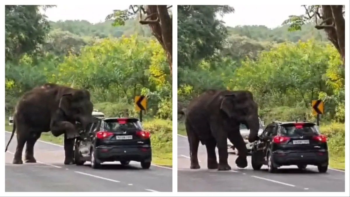 Wild Elephant Climbs onto Car on Bengaluru‑Dindigul Highway, Tamil Nadu, Kills Mirror