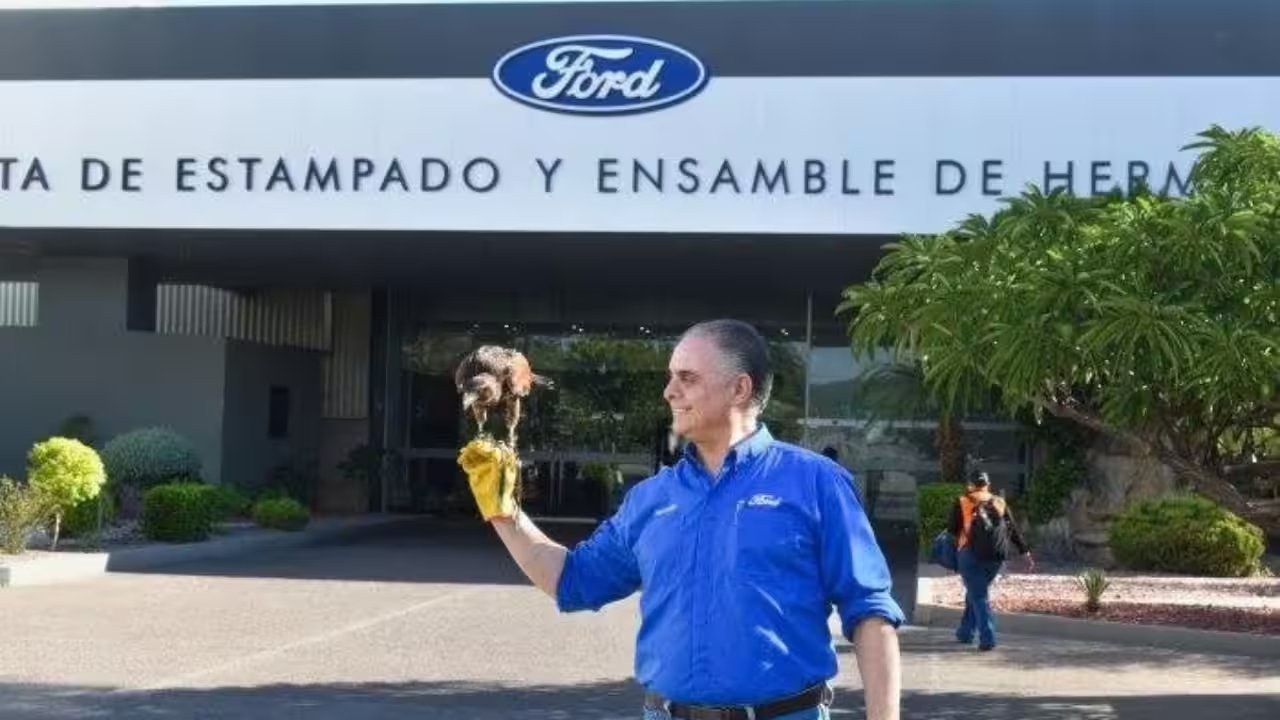 Ford’s Hermosillo Plant Slashes Pigeon Problem by 80% With Hawk
