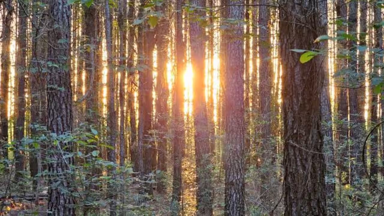 Georgetown County School Board Approves 4,148‑Acre Purchase for New State Forest