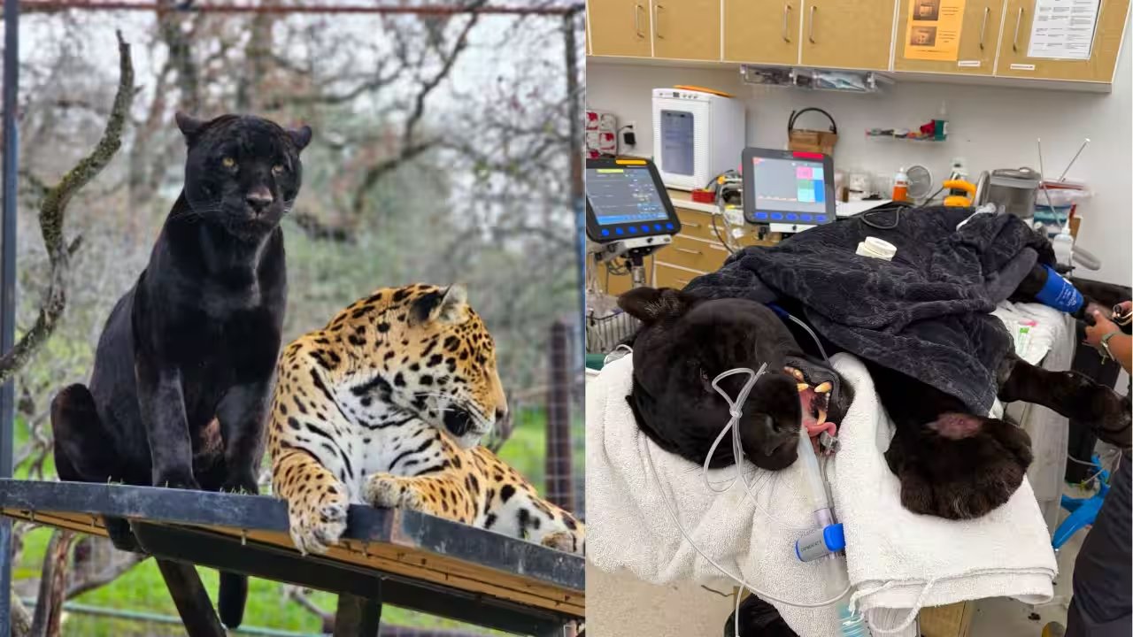 Samba the Black Jaguar at California Sanctuary Dies from Rattlesnake Bite Despite Antivenom