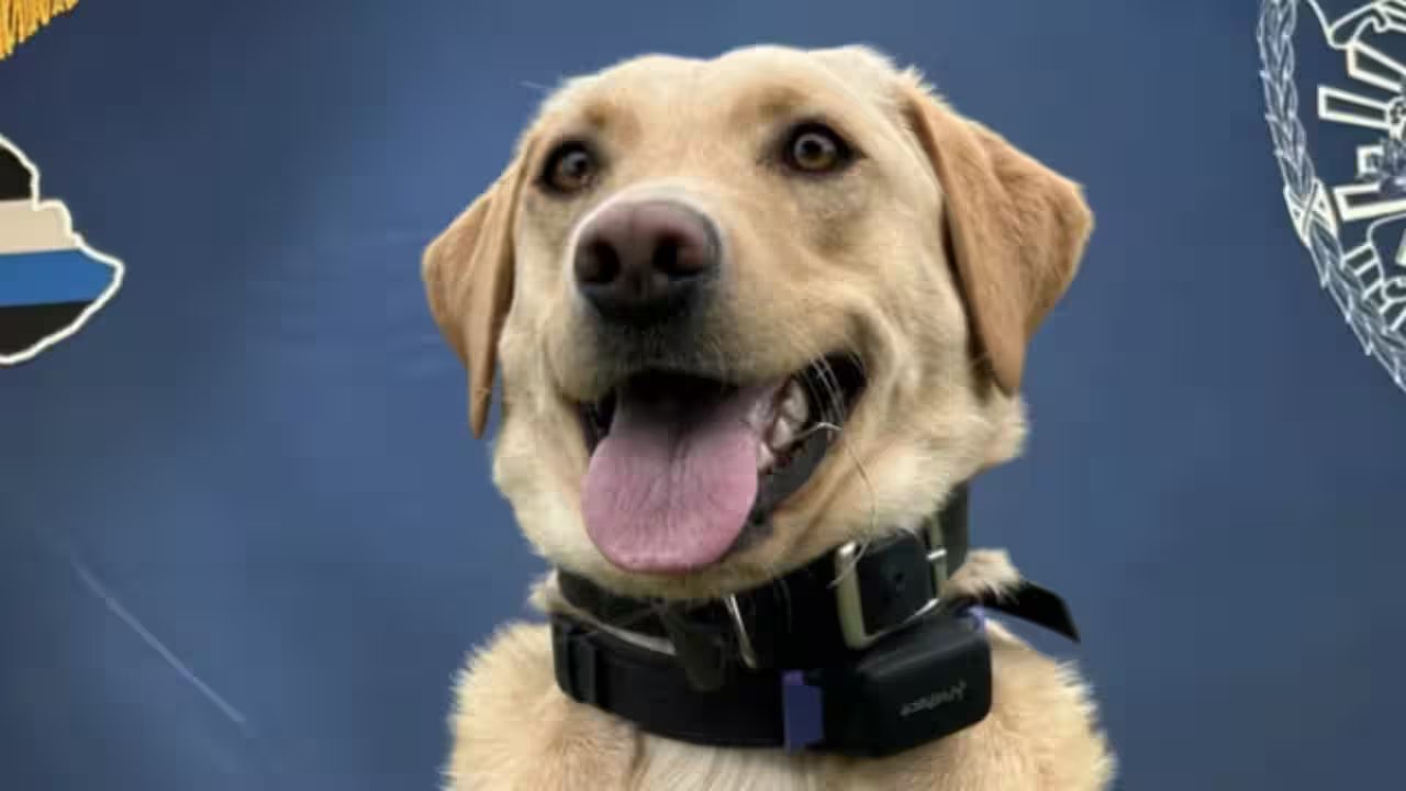 Police Labrador Trina Finds Missing 70-Year-Old Hiker in Hawaii Volcanoes Park