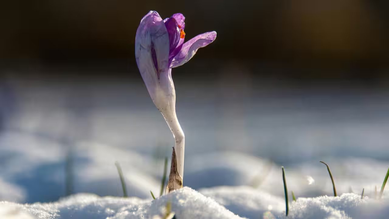 How Pablo Neruda’s 'Cut Flowers' Metaphor Helps You Survive Career Failure