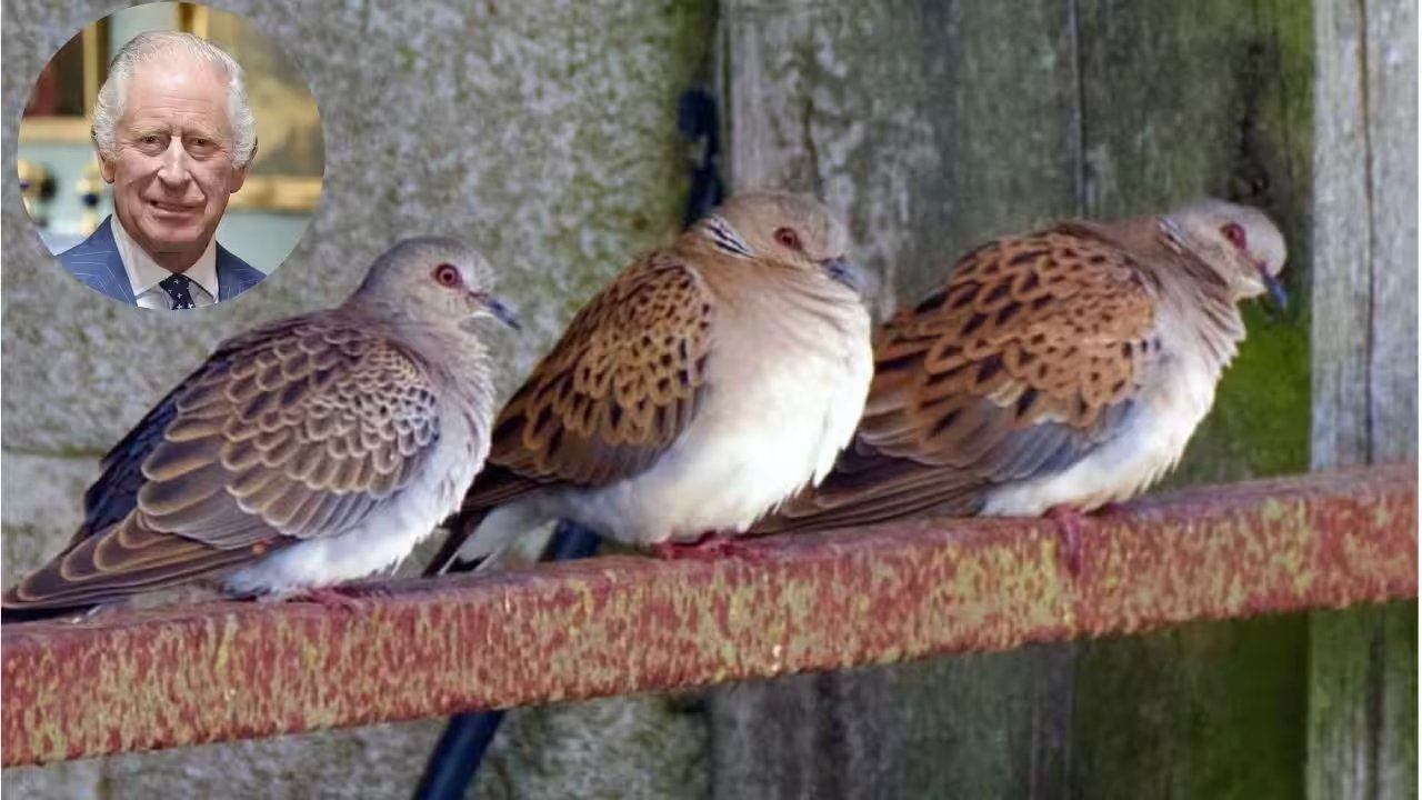 Sandringham Estate Releases 100 Turtle Doves Amid 98% Population Decline