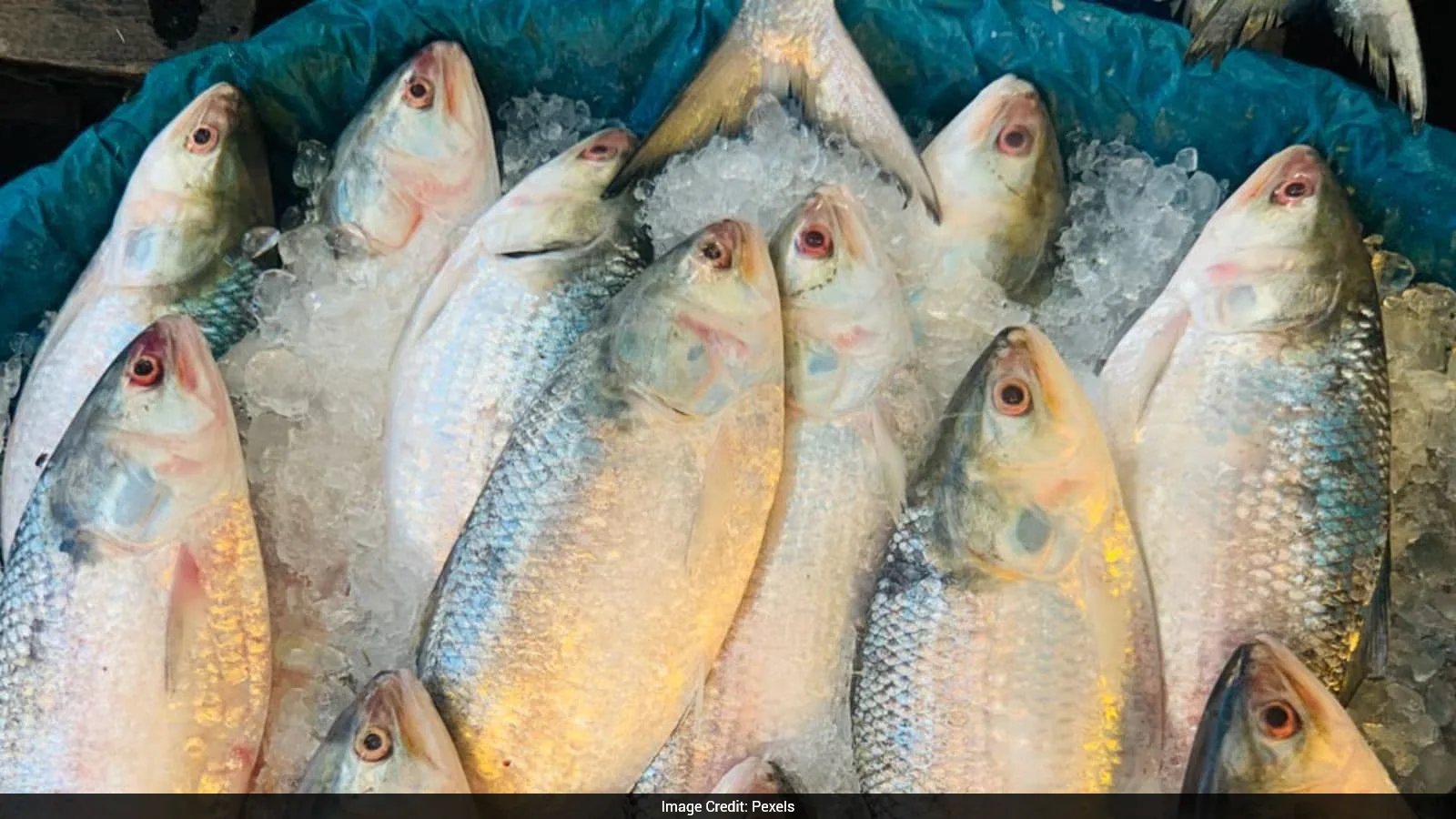 Gujarat Hilsa Catch Jumps to Record 14,587 Tonnes, Reviving 25,000 Fishermen