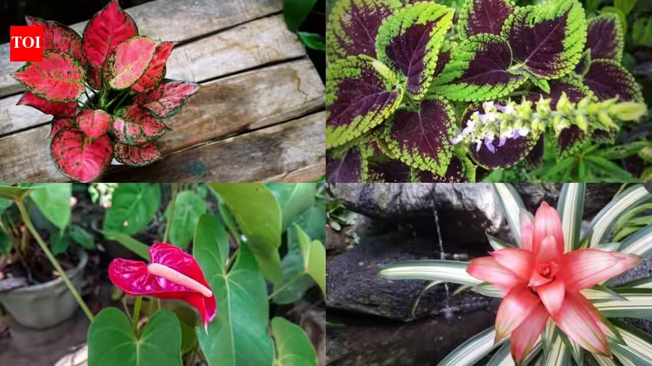 Five Colorful Indoor Plants to Replace Your Boring Money Plant on Small Balconies