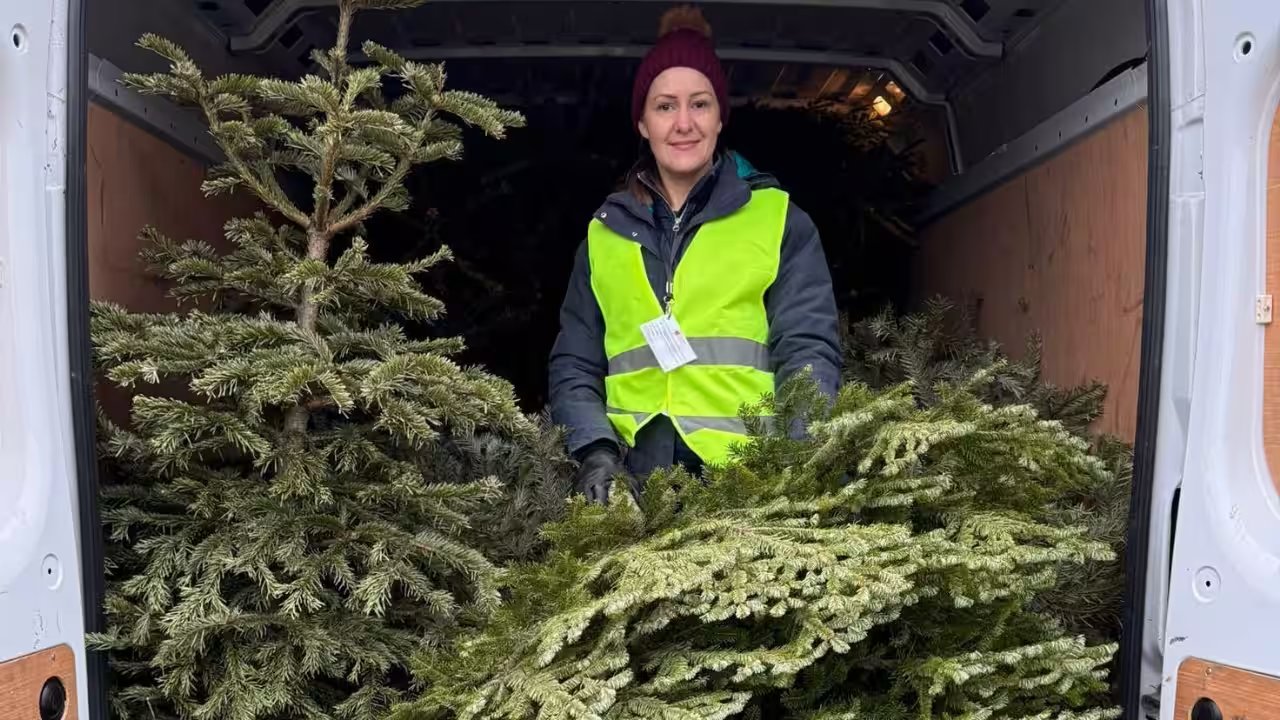 Just Helping Collects 88,544 Christmas Trees, Raises Record £1.89 Million for UK Charities