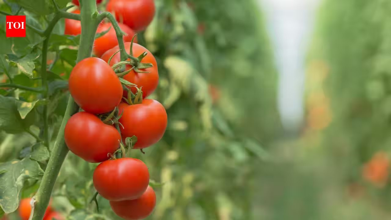 Grow Fresh Cherry Tomatoes in 3‑Gallon Pots and Use Them for Skin‑Boosting Salads