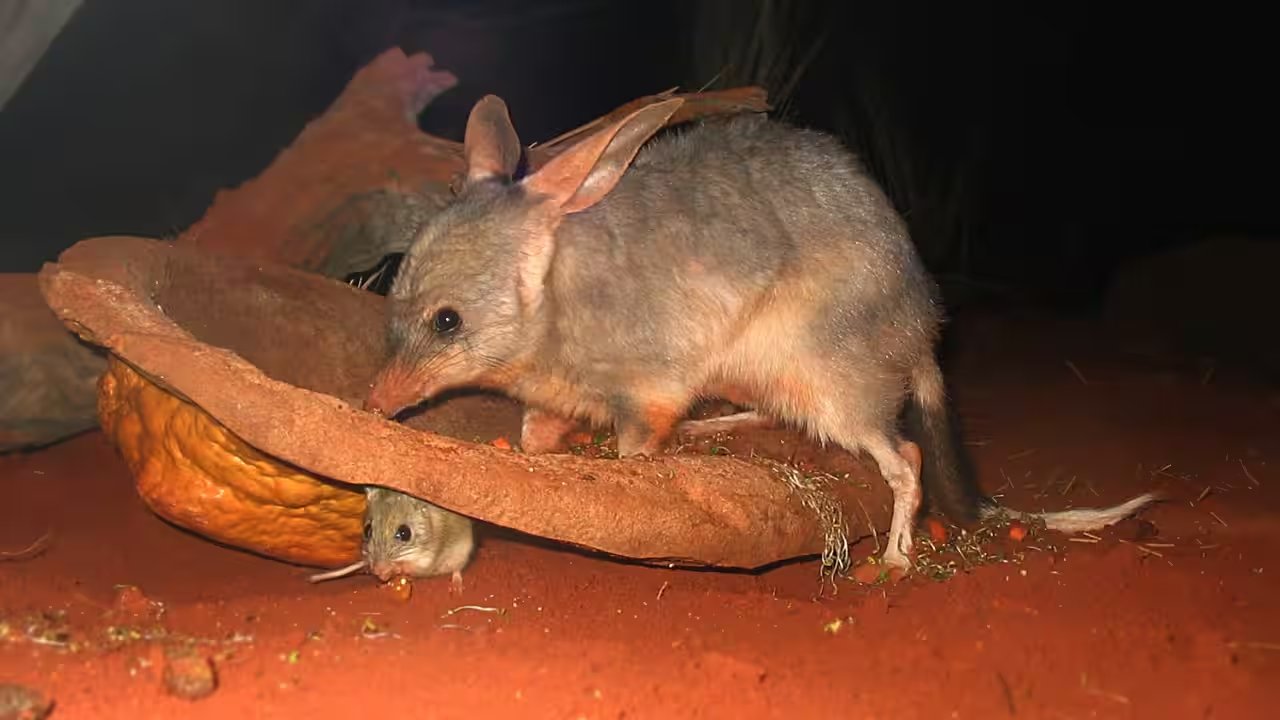 Department of Climate Change Releases 128 Bilbies to Thistle Island; 2007 Population Covers Whole Island