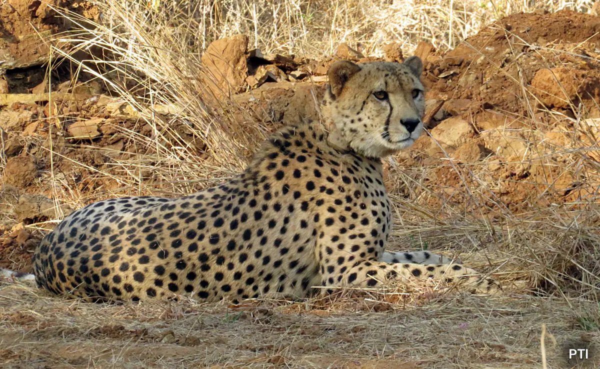 Madhya Pradesh Cheetah KNG22 Dies After Five Pellets Found in Body