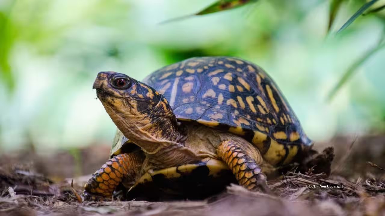 Cranford Resident Finds 219 Box Turtles Dumped, Rescue Effort Expands