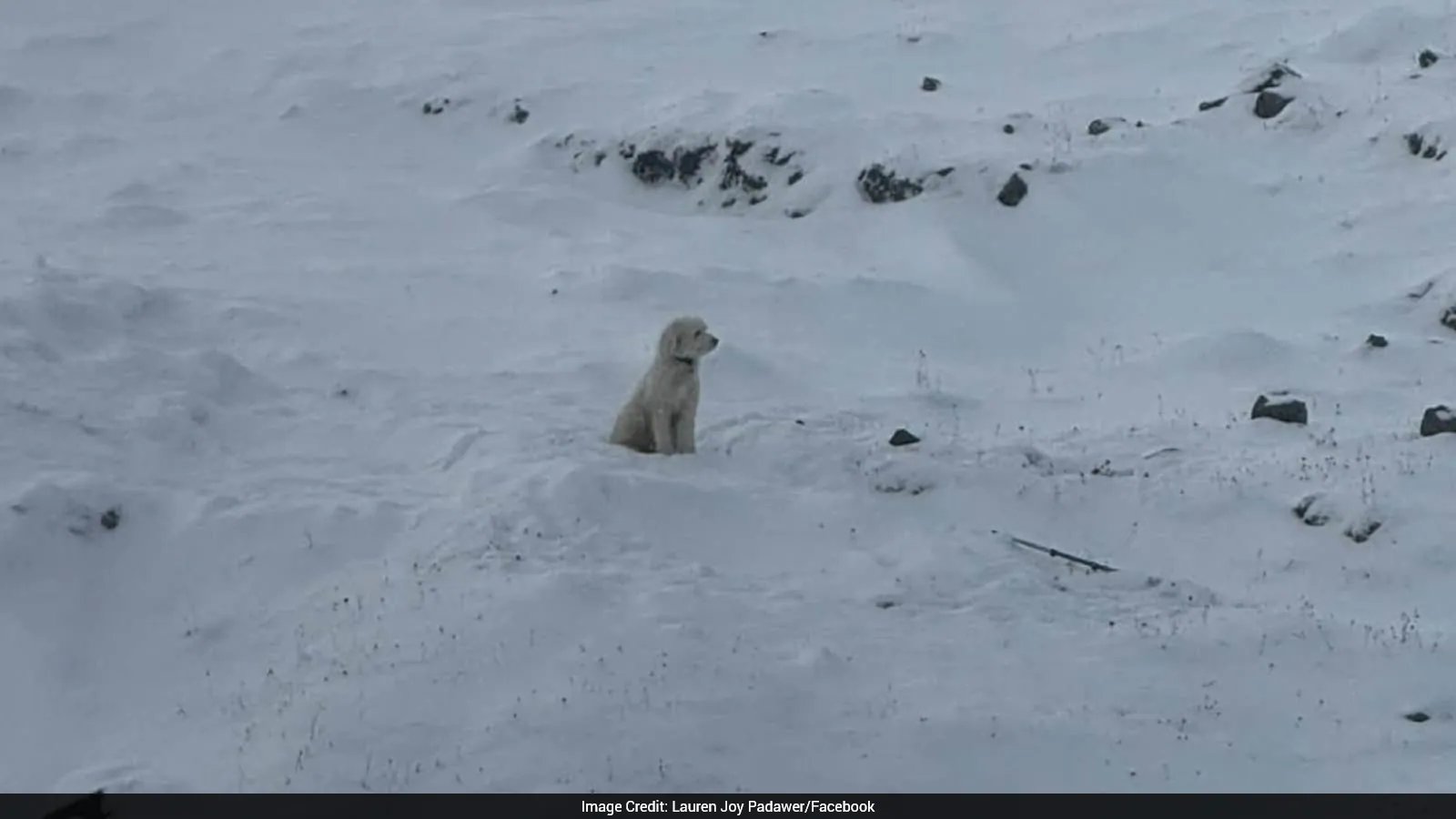 Alaskan Avalanche Leaves Dog LouLou Alive After 50 Hours, Found via AirTag