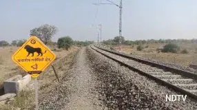 Asiatic Lion Loses Tail After Friday Goods Train Collision In Amreli
