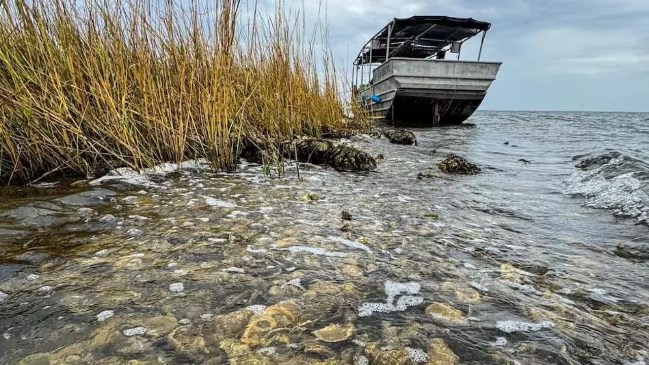 Louisiana Volunteers Build 400‑Foot Oyster Reef from 200 Tons of Shells in Grand Bayou
