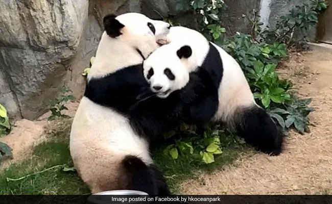Xi Announces Arrival of Ping Ping and Fu Shuang at Zoo Atlanta in Days