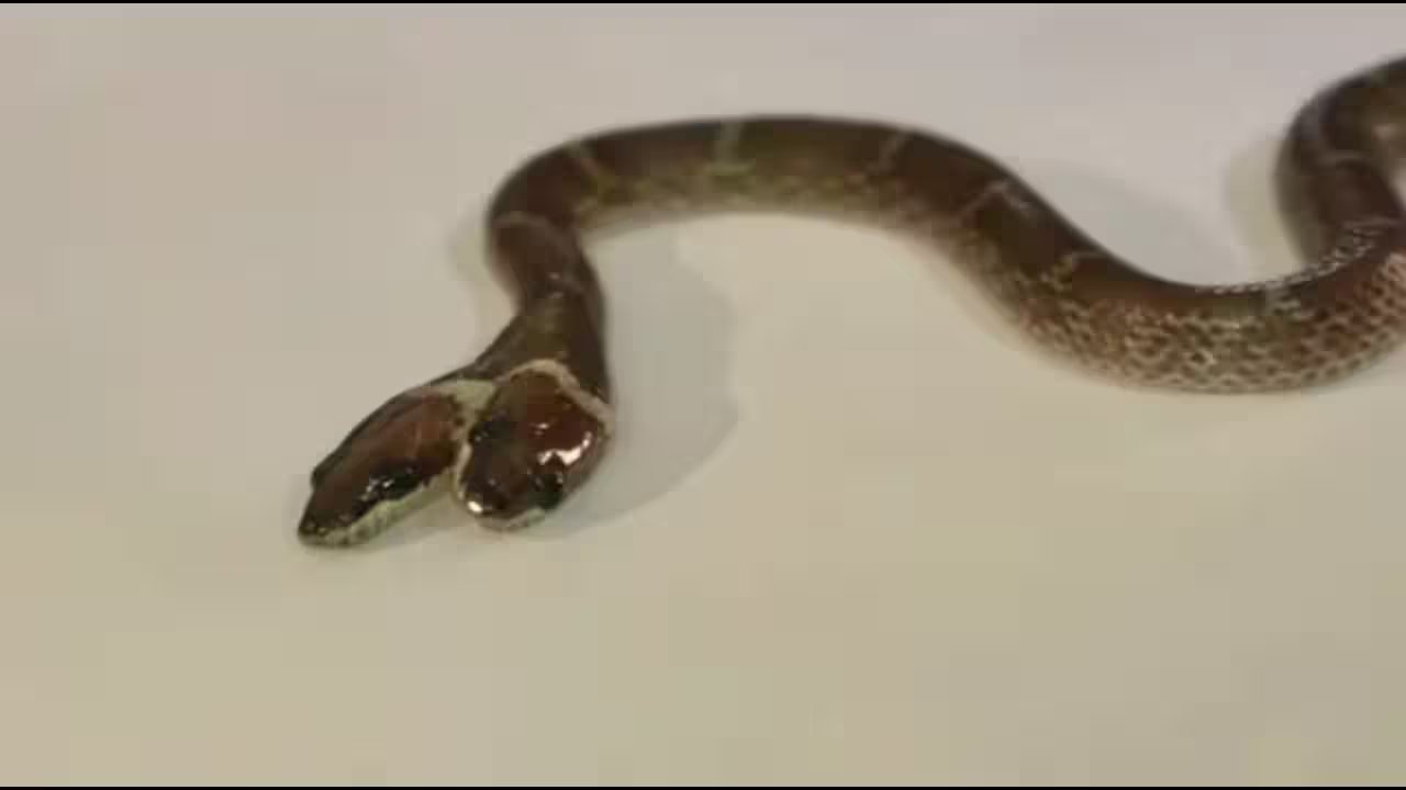 Gujarat's Rare Two-Headed Wolf Snake Inspires Dual-Action Skincare Routine