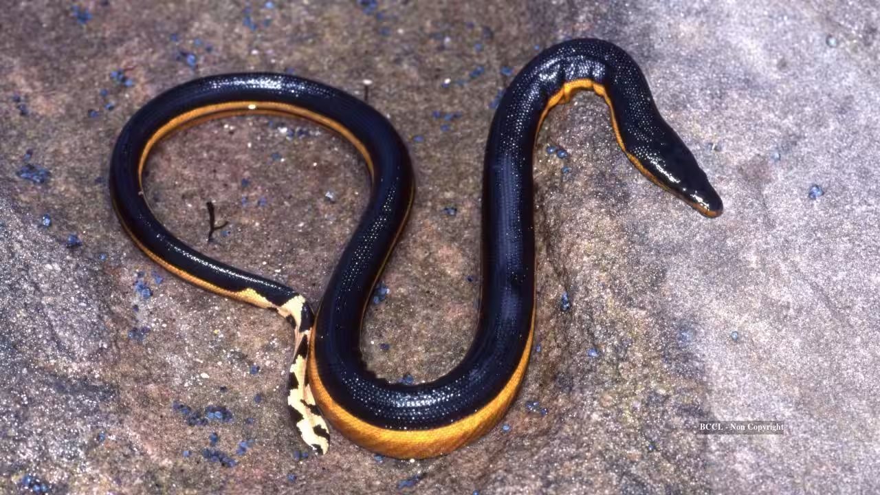 Yellow-Bellied Sea Snake Returns to California Beach After 8 Years