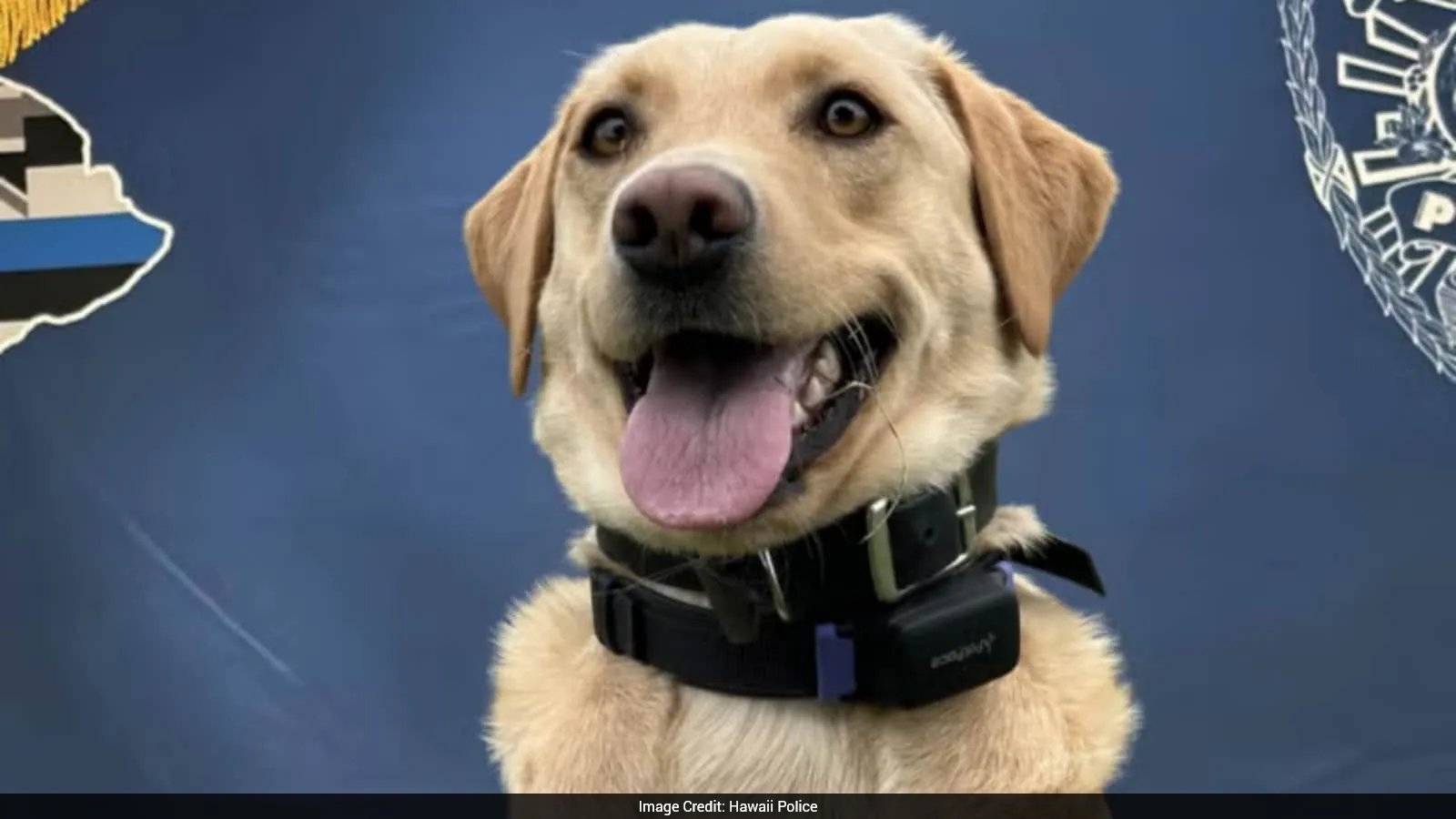Police Dog Trina Saves 70‑Year‑Old Hiker in Hawaii Volcanoes Park on Oct. 19