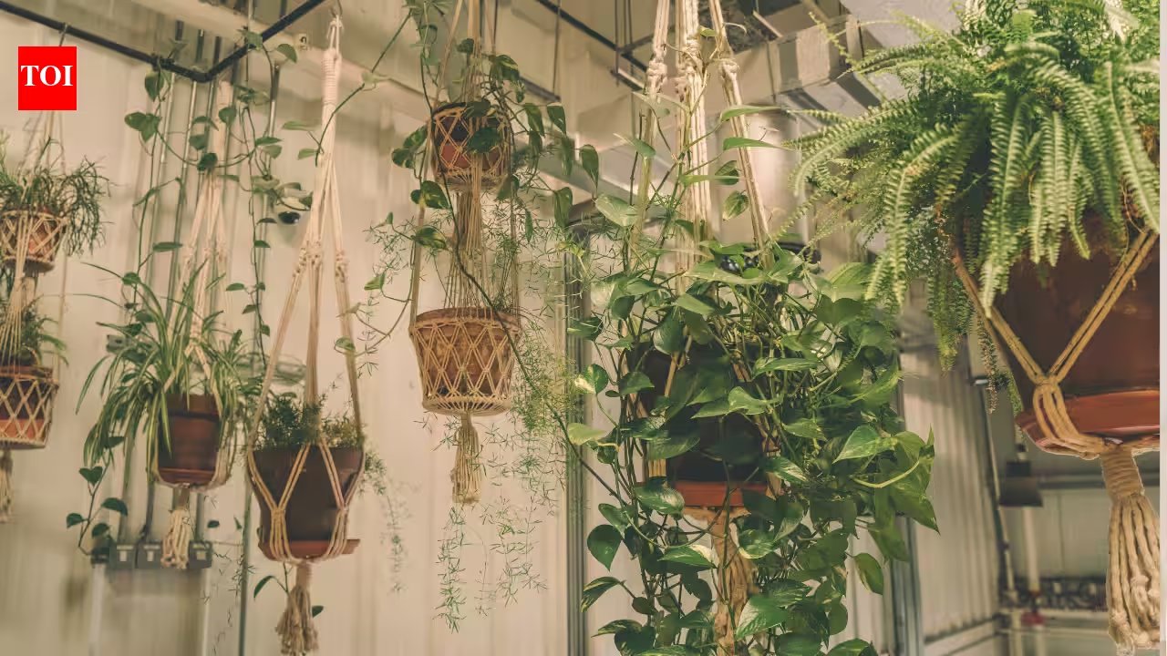 Money Plant, Spider Plant, and More: 5 Easy Low‑Maintenance Hangings