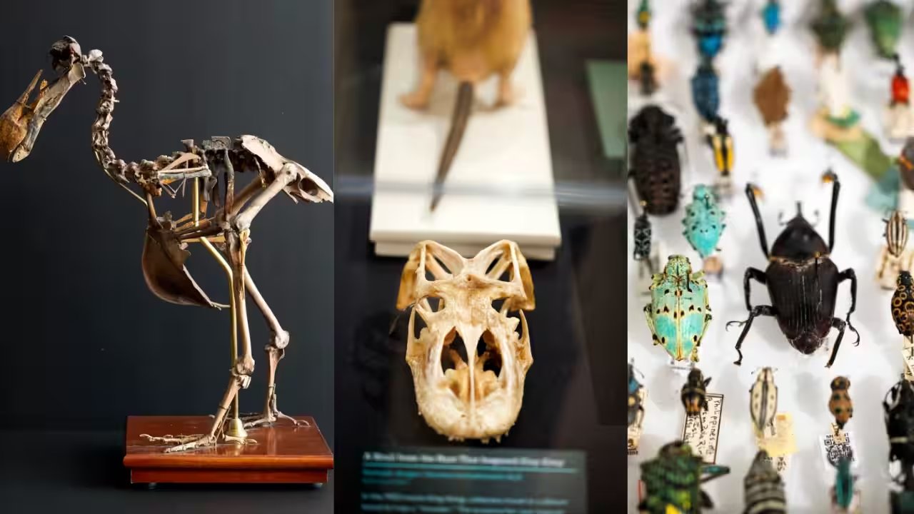 Harvard Museum Opens 'Collecting Wonders' Show Featuring Dodo Skeleton and 300‑Million‑Year‑Old Fern