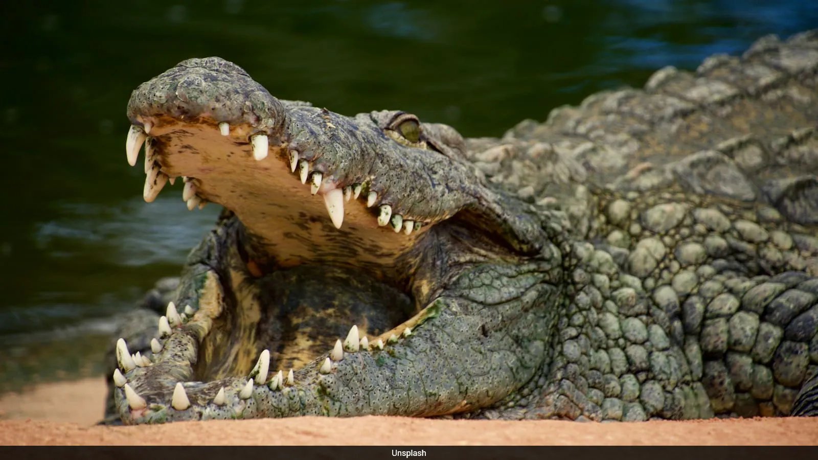 Ye Lin Charged After Fake AI Crocodile Image Sparks Pandan Reservoir Search