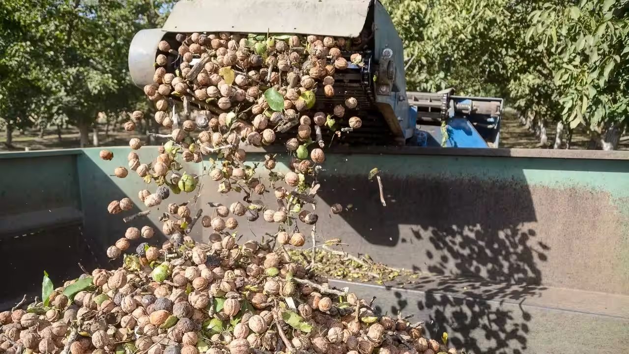 California Walnut Farmer Triples Revenue by Selling Directly to 300 Customers