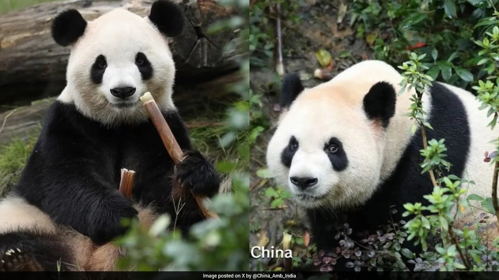 China’s Ping Ping and Fu Shuang Land in Atlanta for 10-Year Zoo Loan