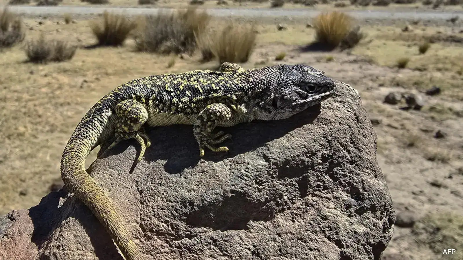 San Marcos University Discovers 4,800‑Meter Lizard Species Liolaemus archipensis