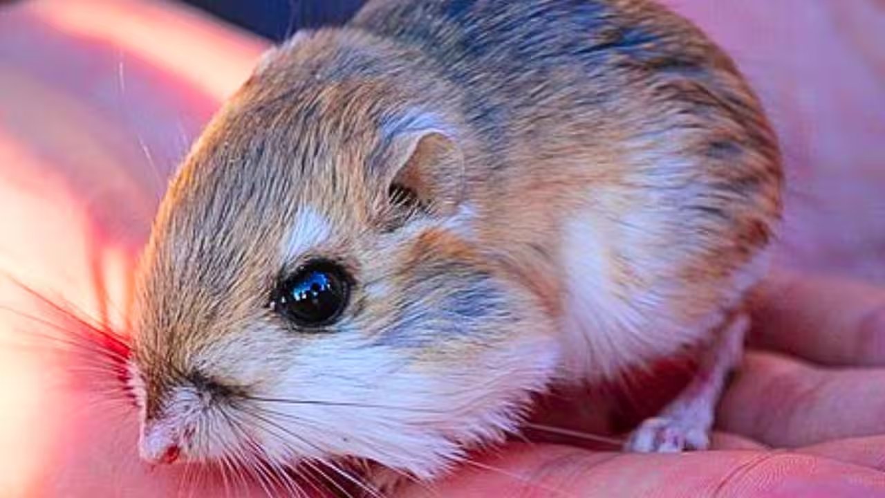 Researchers Exclude Kangaroo Rats in Chihuahuan Desert, Boost Grass Populations