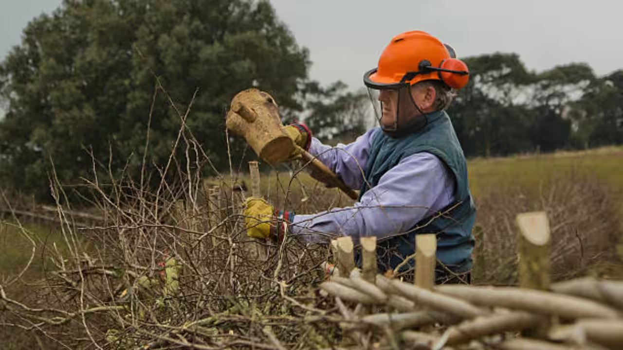 UK Farmers Secure £225m Grants to Restore 1,300km of Hedgerows