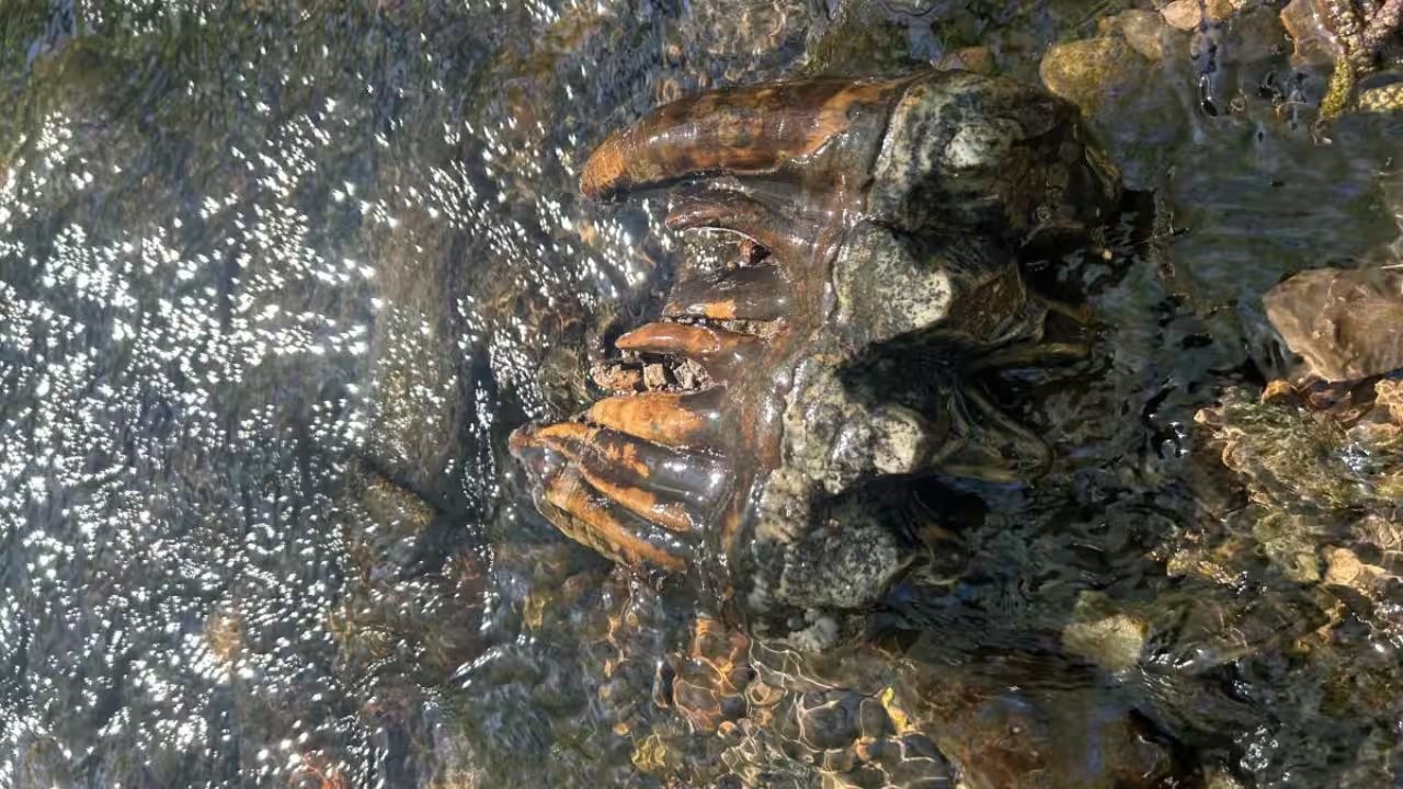Brigid Lynch Finds 10,000-Year-Old Mastodon Molar in San Mateo Creek