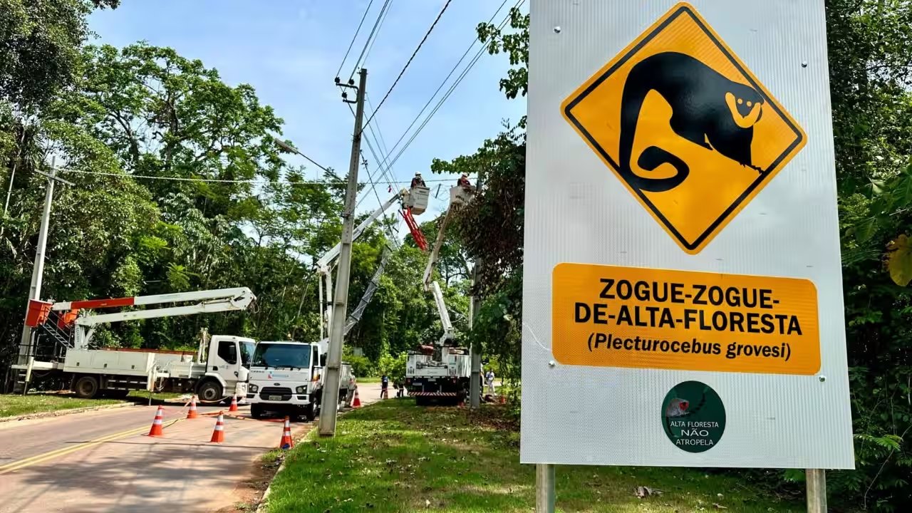 Projeto Reconecta’s Rope Bridges Record 15,000 Wildlife Crossings, Zero Roadkill in Brazil