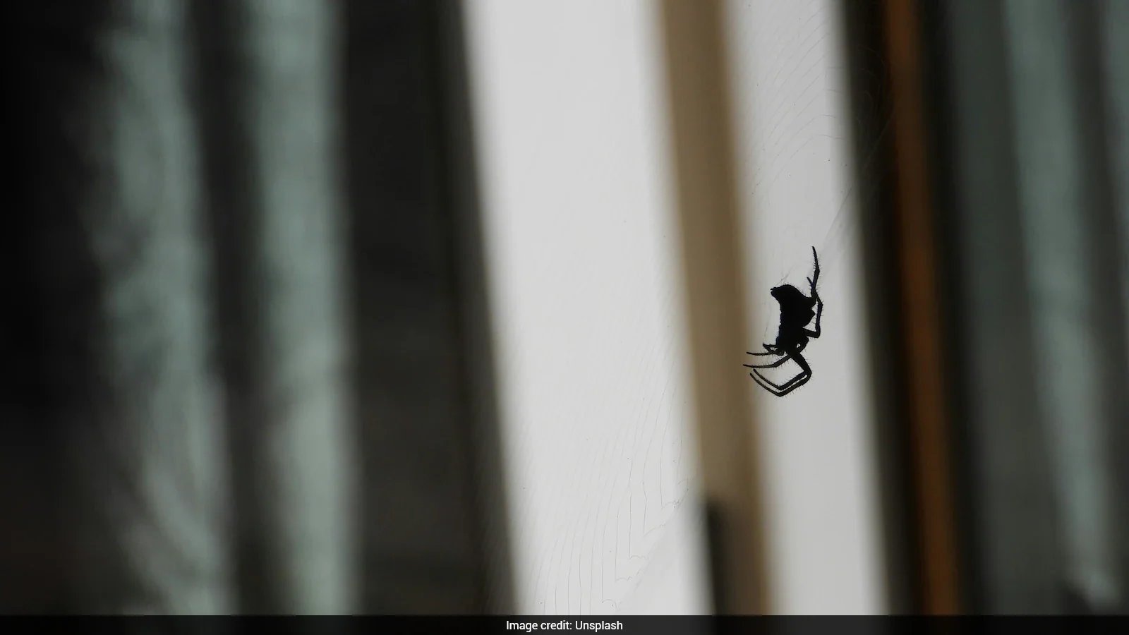 Blackpool Man's Leg Swells After Noble False Widow Spider Bite