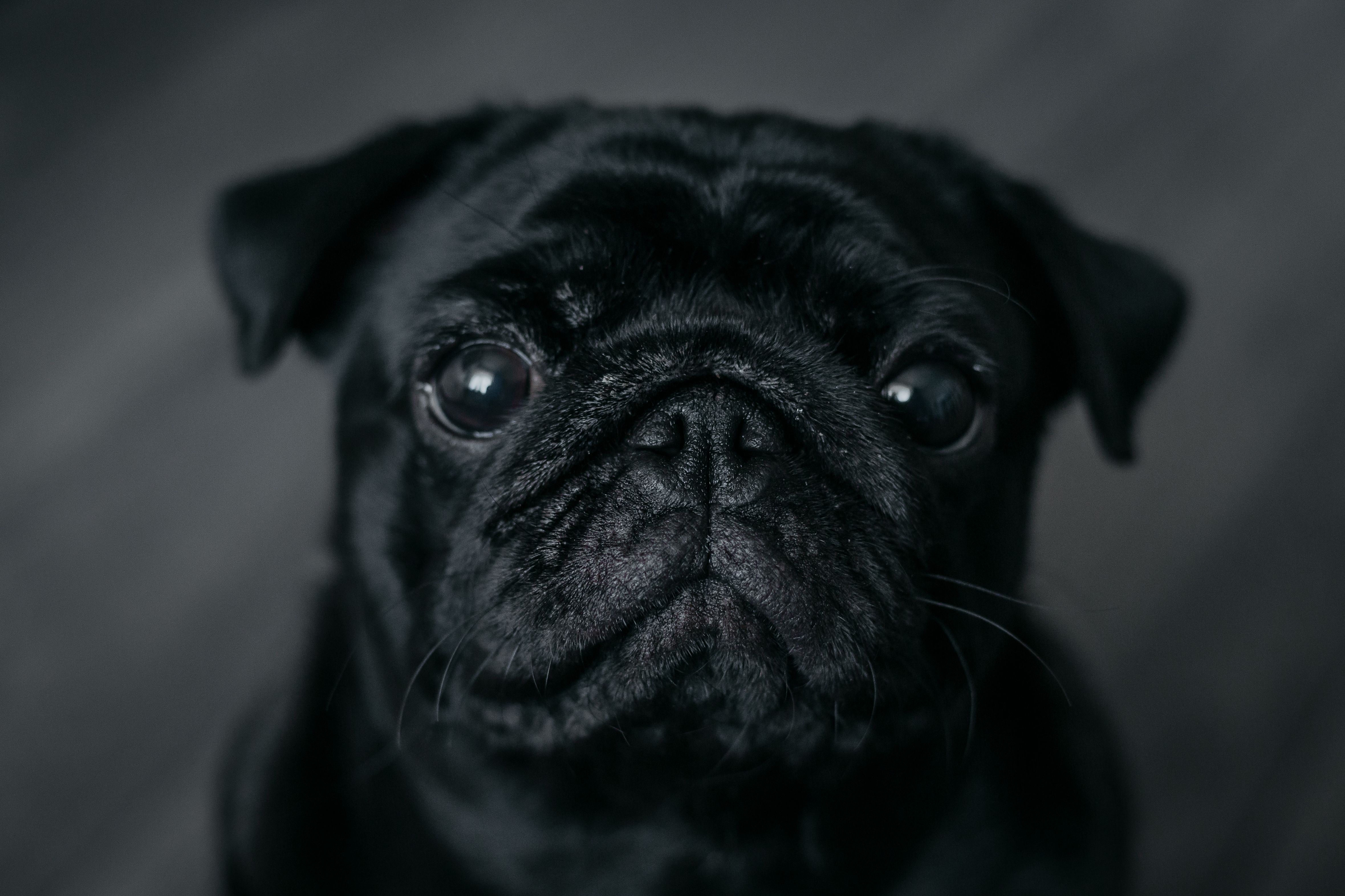 Rebecca Belote Finds Dog Escaped Euthanasia, Blames Vet Clinic for Fraud