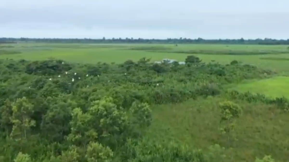 Assam's Bordoloni Panchayat Transforms 1,044 Bighas Into Village Forest