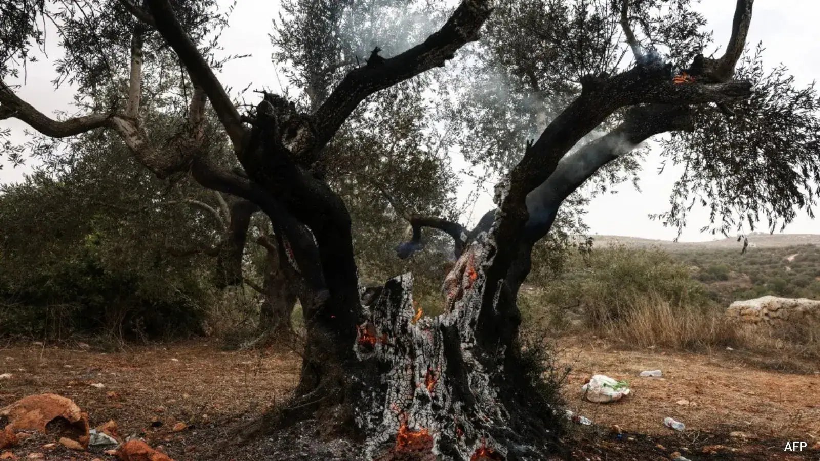 Settlers Burn Olive Trees, Injure Washington Post Journalist Amid Abu Falah Harvest