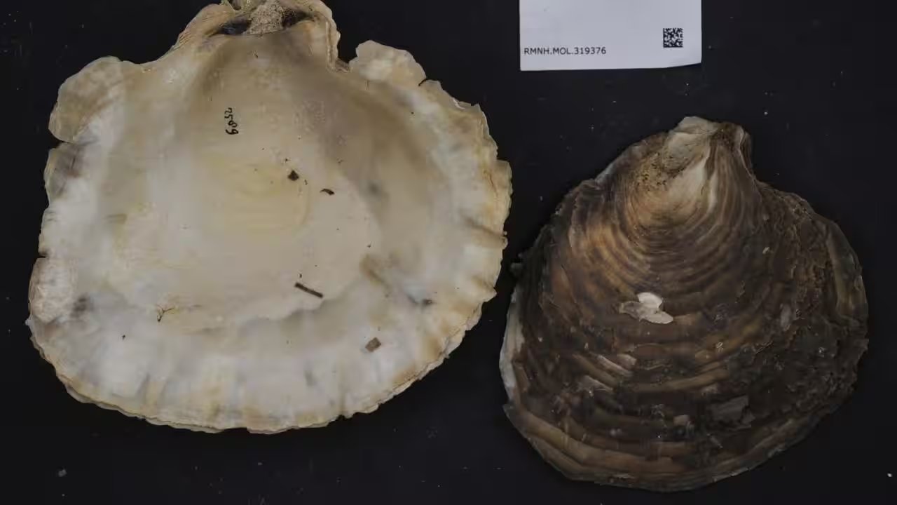 South Australian Teens Dive 28 Units to Rebuild Coffin Bay Oyster Reefs