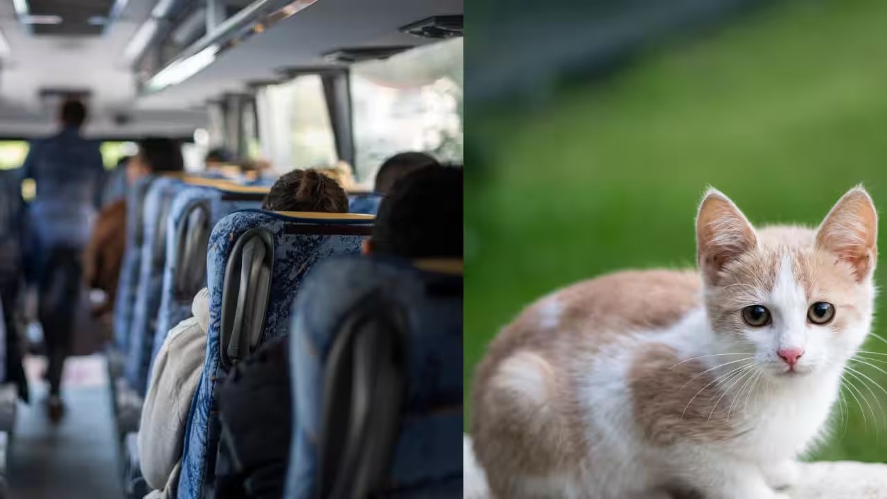 Maryland Driver Cynthia Morgan Removed After Allowing Student to Rescue Kitten