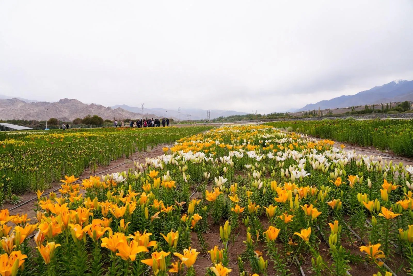 Ladakh's 25 Lakh Flowers Inaugurated at 10,600 ft on Modi's Birthday