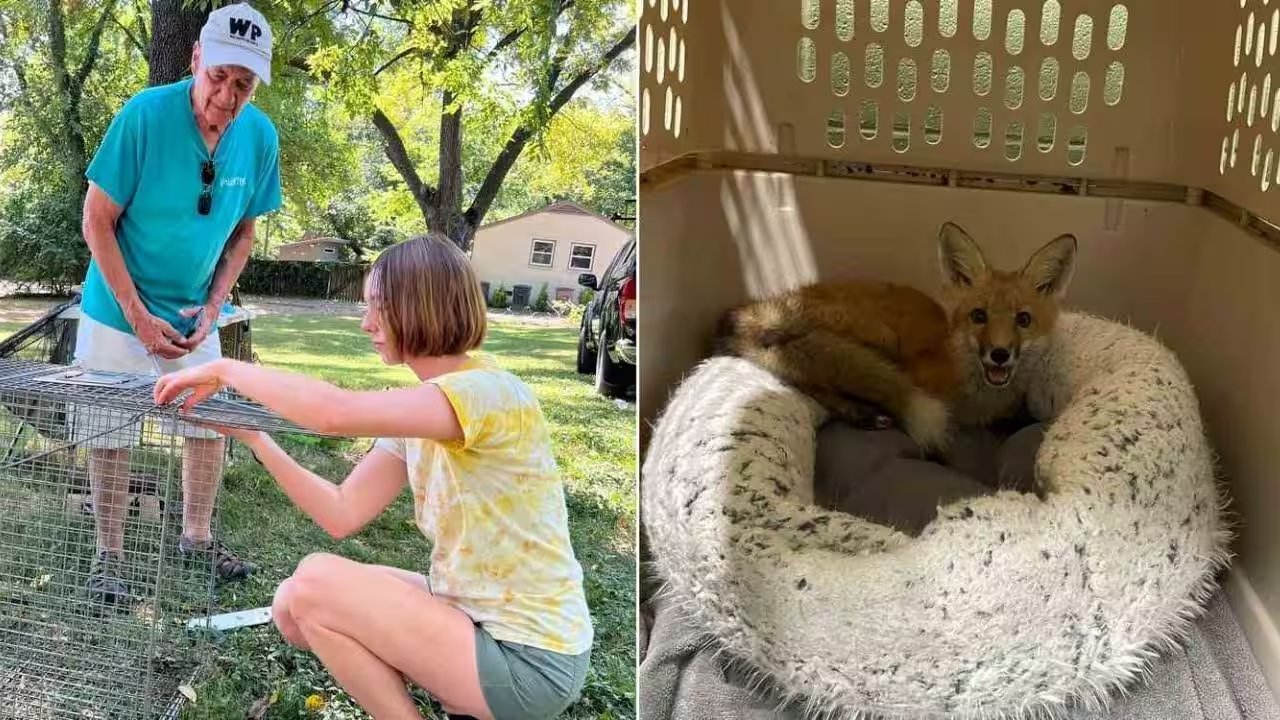 Nashville Red Fox Mange Cases Surge as 60+ Animals Treated in Early 2026