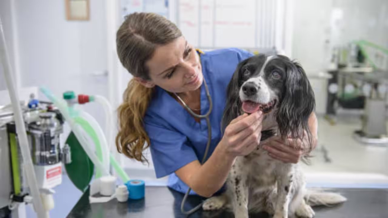 Dave Duffield Donates $250 Million to Expand U.S. Pet Care Access