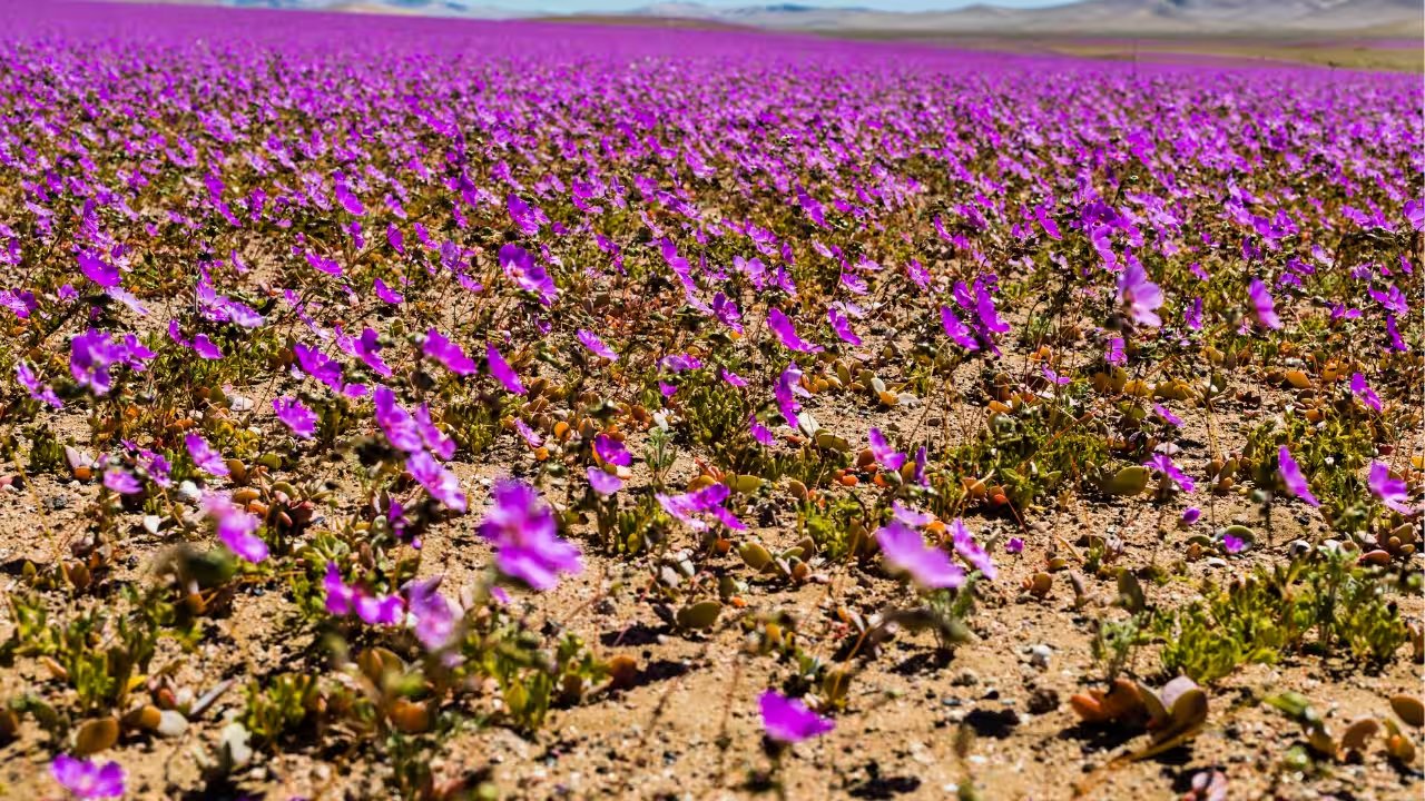 L'Oréal’s Cactus Bloom Hydrating Gel: Nature's Desert Secret for Dewy Skin