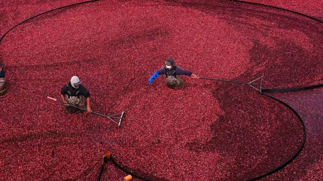 Massachusetts Cranberry Farmers Lease Solar Panels, Restoring Bogs to Harvest