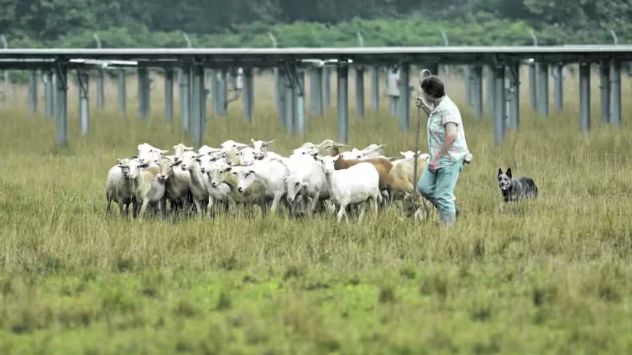 Julie Bishop Expands Solar Grazing Operation to 450 Sheep Across 85 Acres