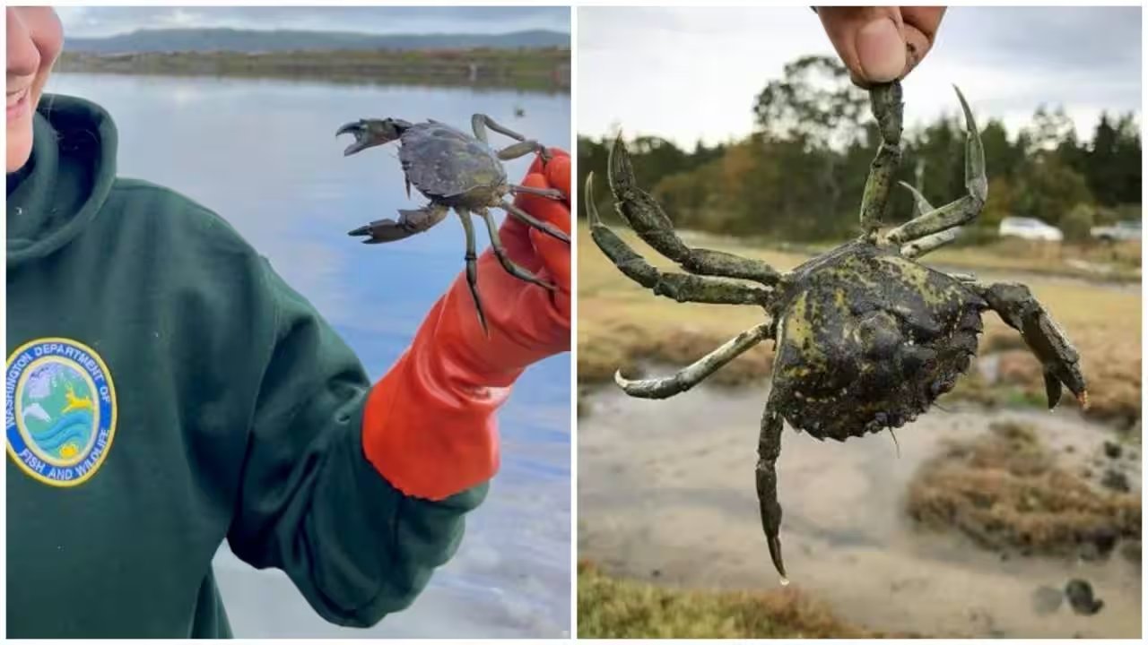 Washington State Seizes Record 2.16 Million Green Crabs in 2025‑26 Fiscal Year