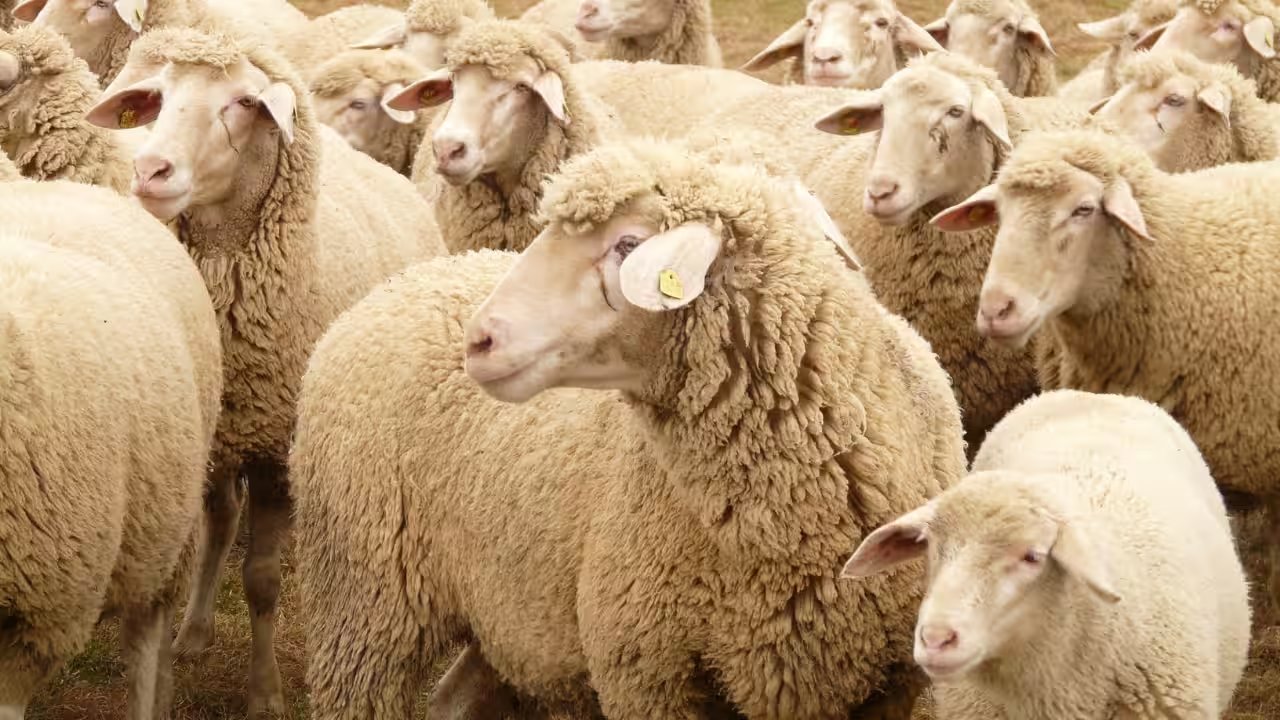 Queensland Police Seek Leads After 5,500‑Sheep Theft Near Blackall Valued at $1.7 Million