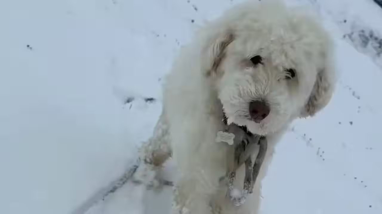Keep Your Hiker Dog Safe with Apple AirTag: A Proven Tracking Solution