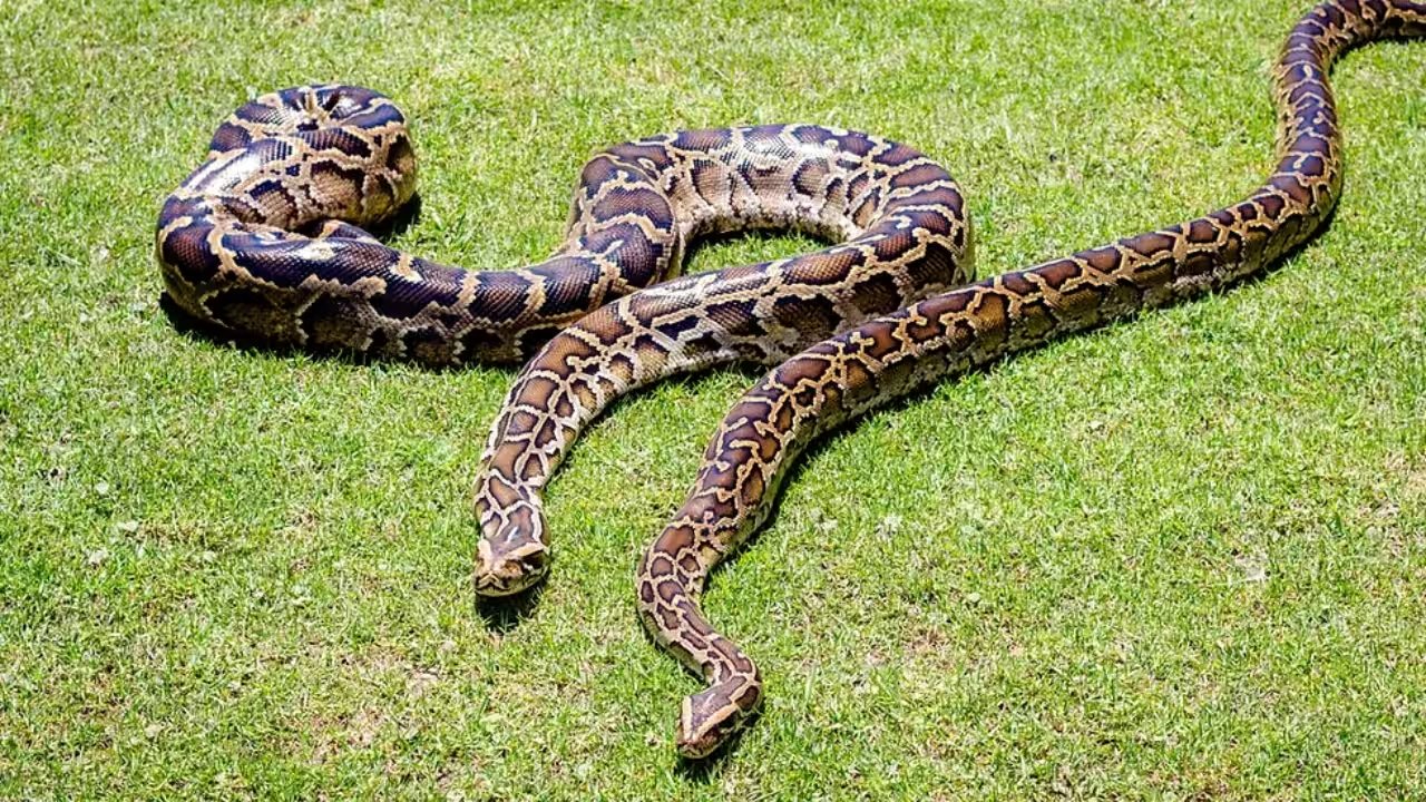 Everglades Scientists Tag 13 Pythons, Achieve 18.1% GPS Fix Rate