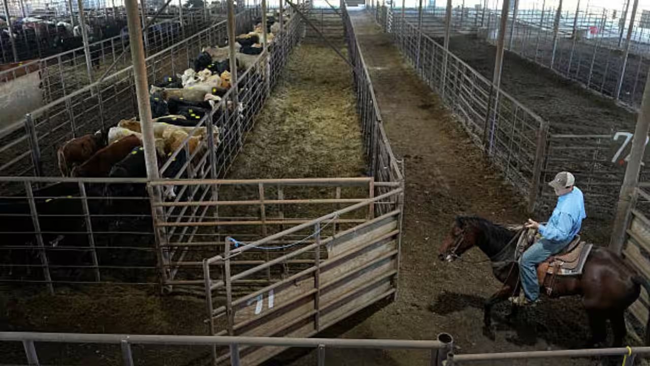 Lisa Scirpo Keeps Connecticut’s Only Livestock Auction Alive After 67 Years
