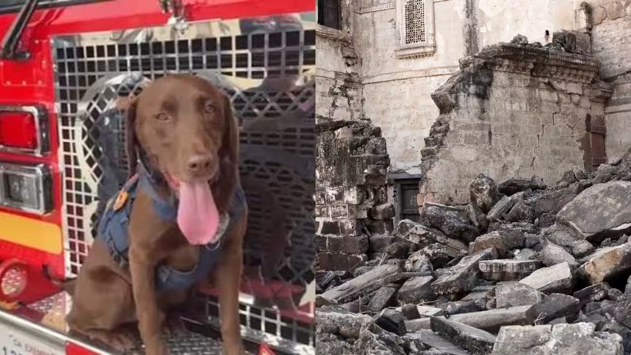 Los Angeles Fire Dept. K‑9 Joey Finds 3 Survivors in Venezuelan Earthquake